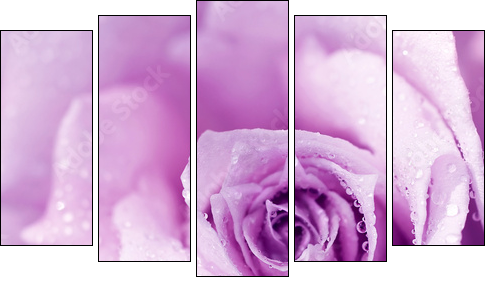Purple wet rose background - Fünfteiliges Leinwandbild, Pentaptychon