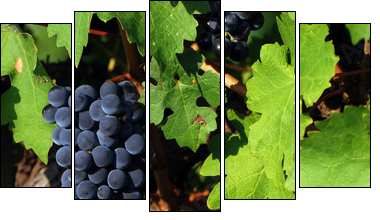 Italian vineyard - Fünfteiliges Leinwandbild, Pentaptychon