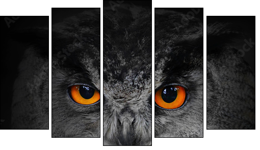 The evil eyes. ( Eagle Owl, Bubo bubo). - Fünfteiliges Leinwandbild, Pentaptychon