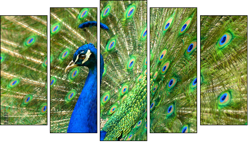MajestÃ¤tischer Pfau - Fünfteiliges Leinwandbild, Pentaptychon