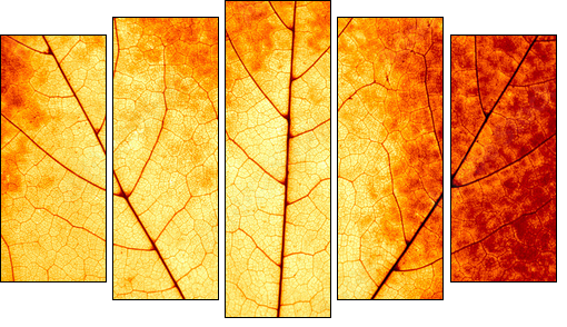 Autumnal background - macro of a colorful maple leaf - Fünfteiliges Leinwandbild, Pentaptychon