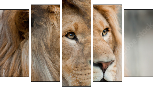 lion - Fünfteiliges Leinwandbild, Pentaptychon