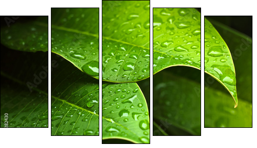 Green leaf - Fünfteiliges Leinwandbild, Pentaptychon