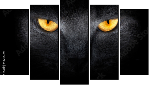 View from the darkness. muzzle a cat on a black background. - Fünfteiliges Leinwandbild, Pentaptychon