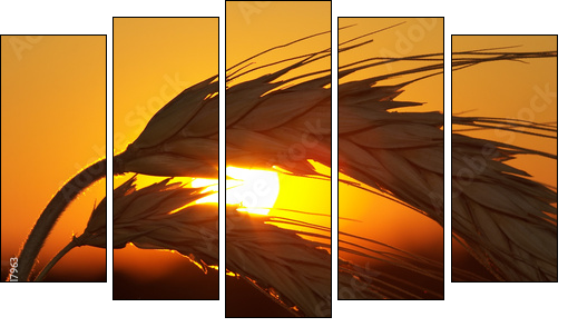 Wheat - Fünfteiliges Leinwandbild, Pentaptychon