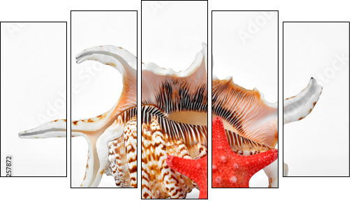 tropical sea shells - Fünfteiliges Leinwandbild, Pentaptychon