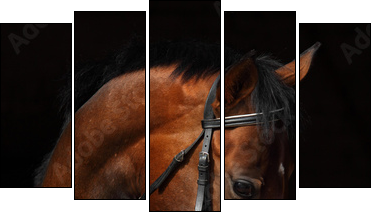 Bay Trakehner Horse with classic bridle - Fünfteiliges Leinwandbild, Pentaptychon