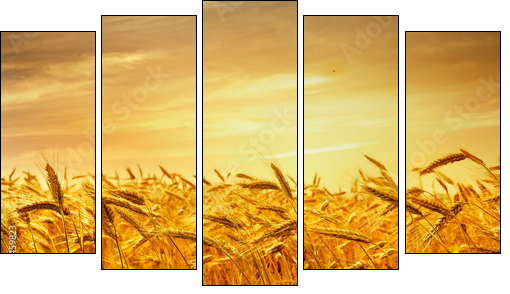A field of wheat in the golden light of sunset. - Fünfteiliges Leinwandbild, Pentaptychon