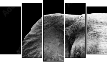 Elephant Close Up - Fünfteiliges Leinwandbild, Pentaptychon
