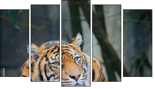 Endangered Sumatran Tiger - Fünfteiliges Leinwandbild, Pentaptychon