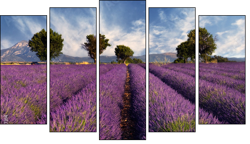 Lavender field in Provence, France - Fünfteiliges Leinwandbild, Pentaptychon