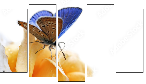 blue butterfly isolated on white background - Fünfteiliges Leinwandbild, Pentaptychon