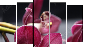 set of branch gorgeous red orchid on stones reflection - Fünfteiliges Leinwandbild, Pentaptychon