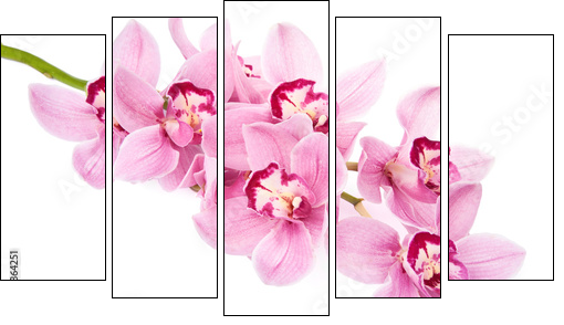 pink orchid flowers isolated - Fünfteiliges Leinwandbild, Pentaptychon