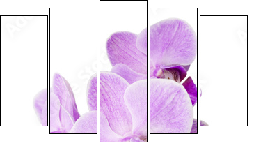 Light purple orchid isolated on white - Fünfteiliges Leinwandbild, Pentaptychon