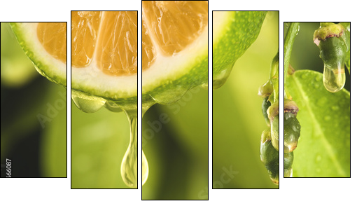 Drop of juice from a sliced lemon - Fünfteiliges Leinwandbild, Pentaptychon