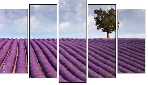 Lavender field and a lone tree - Fünfteiliges Leinwandbild, Pentaptychon