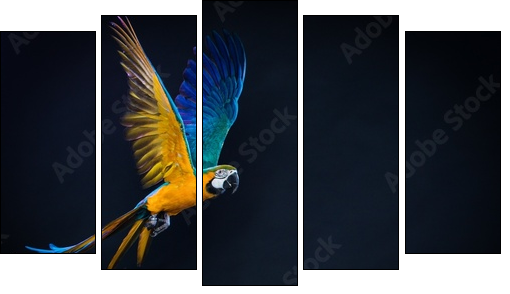 Colourful flying Ara on a dark background - Fünfteiliges Leinwandbild, Pentaptychon