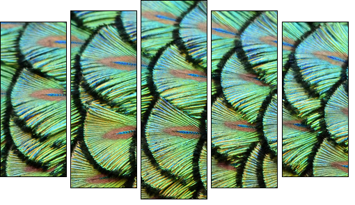 peacock background - Fünfteiliges Leinwandbild, Pentaptychon