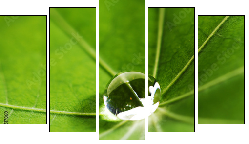 Water drop on green leaf - Fünfteiliges Leinwandbild, Pentaptychon