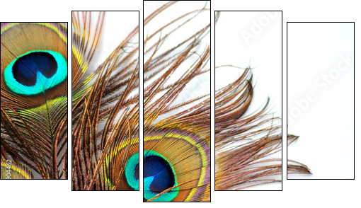 Three peacock feathers - Fünfteiliges Leinwandbild, Pentaptychon