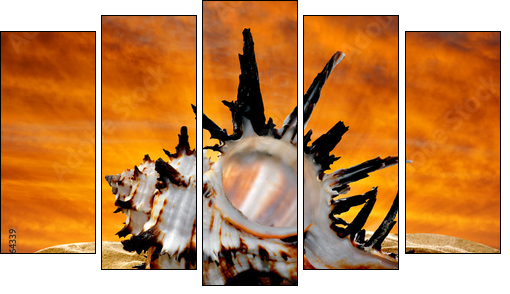 Conch shell on beach in the sunset - Fünfteiliges Leinwandbild, Pentaptychon