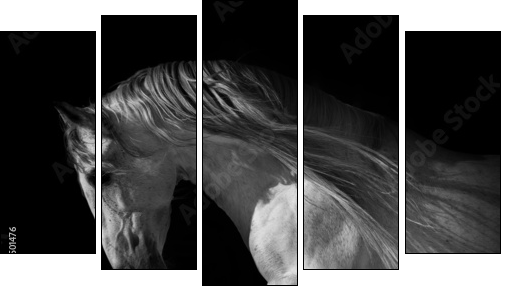 horse portrait on a dark background - Fünfteiliges Leinwandbild, Pentaptychon