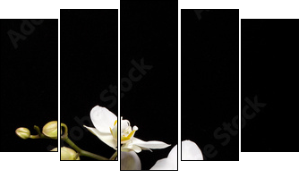 White orchid isolated on black - Fünfteiliges Leinwandbild, Pentaptychon