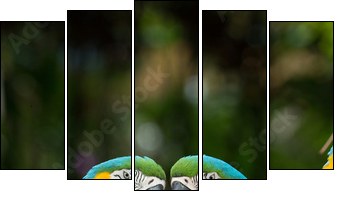parrot - Fünfteiliges Leinwandbild, Pentaptychon