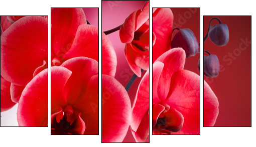 orquÃ­deas rojas con fondo y agua - Fünfteiliges Leinwandbild, Pentaptychon