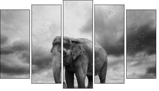 Elephant - Fünfteiliges Leinwandbild, Pentaptychon
