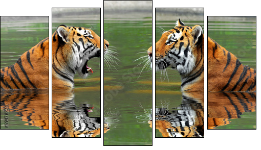 Siberian Tigers in water - Fünfteiliges Leinwandbild, Pentaptychon
