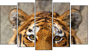 Tiger face up close - Fünfteiliges Leinwandbild, Pentaptychon