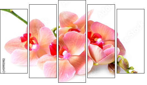 Beautiful blooming orchid isolated on white - Fünfteiliges Leinwandbild, Pentaptychon