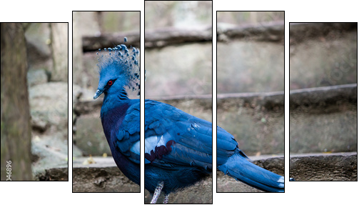 Victoria crowned pigeon. Exotic Bird Goura Victoria - Fünfteiliges Leinwandbild, Pentaptychon