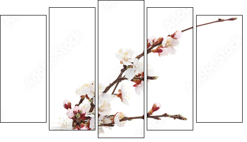 beautiful apricot blossom  in transparent vase isolated - Fünfteiliges Leinwandbild, Pentaptychon