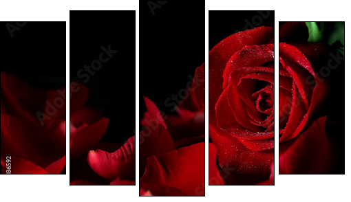 Red rose - Fünfteiliges Leinwandbild, Pentaptychon