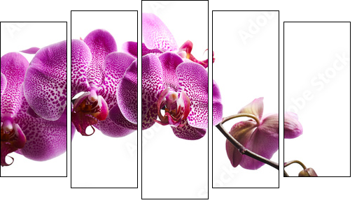 Purple orchid flowers isolated on white background - Fünfteiliges Leinwandbild, Pentaptychon