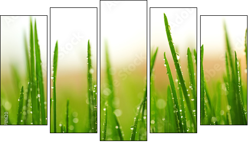 Green wet grass with dew on a blades - Fünfteiliges Leinwandbild, Pentaptychon