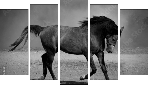 Galloping black horse - Fünfteiliges Leinwandbild, Pentaptychon