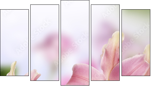Lily.Flower card - Fünfteiliges Leinwandbild, Pentaptychon