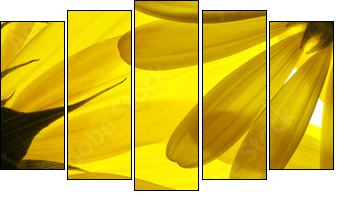 Yellow flowers background - Fünfteiliges Leinwandbild, Pentaptychon