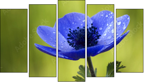 Blue Anemone Flower with Waterdrops - Fünfteiliges Leinwandbild, Pentaptychon