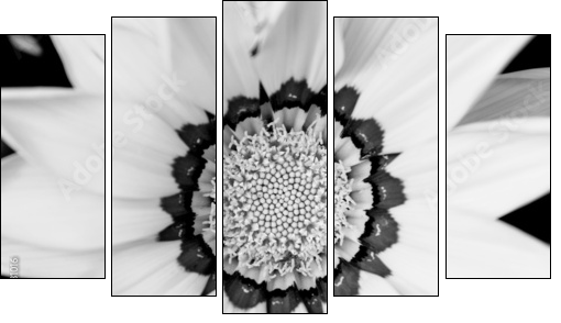 Closeup of bright yellow gazania flower - Fünfteiliges Leinwandbild, Pentaptychon