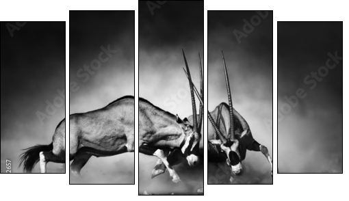 Gemsbok fight - Fünfteiliges Leinwandbild, Pentaptychon