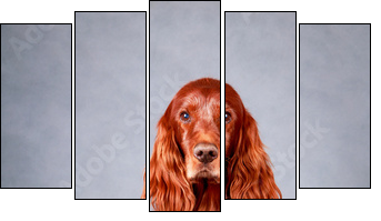 Red irish setter dog - Fünfteiliges Leinwandbild, Pentaptychon