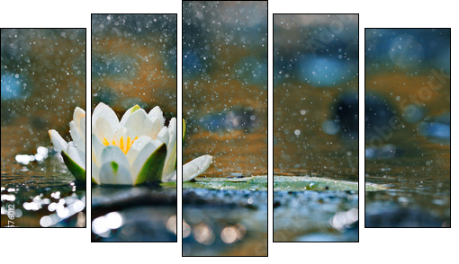 lily pads on the water - Fünfteiliges Leinwandbild, Pentaptychon