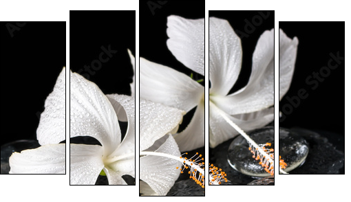 Beautiful cryogenic spa concept of delicate white hibiscus, zen - Fünfteiliges Leinwandbild, Pentaptychon