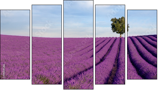 Rich lavender field in Provence with a lone tree - Fünfteiliges Leinwandbild, Pentaptychon