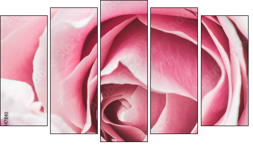 Pink Rose Flower with shallow depth of field and focus the centre of rose flower  - Fünfteiliges Leinwandbild, Pentaptychon